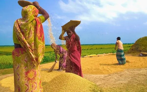 কৃষকের সোনালী হাসি ও নতুন আমন ধান কাটার নবান্ন উৎসব